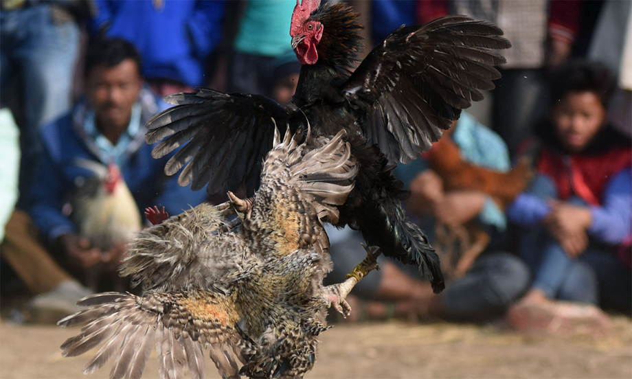 Giới Thiệu Về Đá Gà Thomo